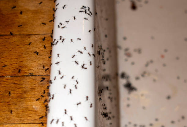 Best Wasp Removal Services  in New Rochelle, NY